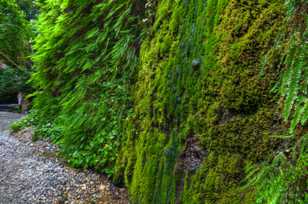 Fern Canyon-3141.jpg Fern Canyon-3141.jpg